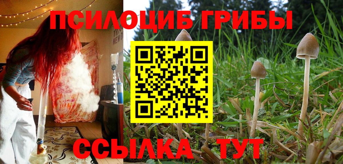 Галлюциногенные грибы Psilocybe Кропоткин